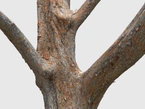 woody the woodpecker 3D Model