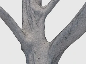 woody the woodpecker 3D Model