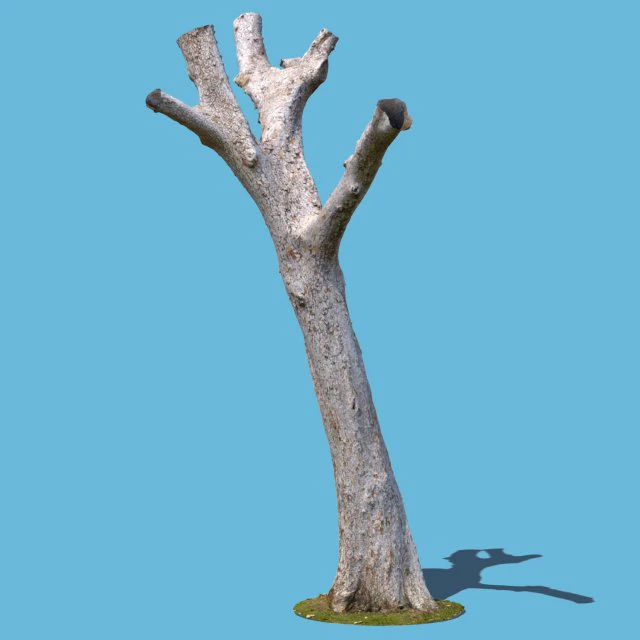 dion branch 3D Model .c4d .max .obj .3ds .fbx .stl .blend 