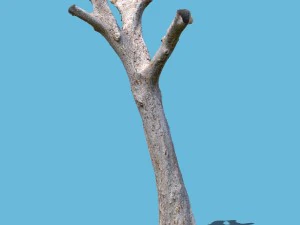 ramo de di&atilde;o Modelo 3D