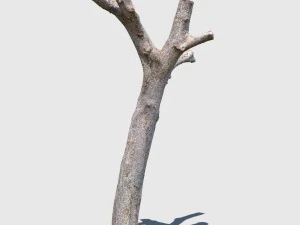 dion branch 3D Model