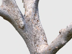 dion branch 3D Model