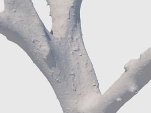 dion branch 3D मॉडल