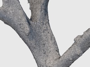 dion branch 3D मॉडल