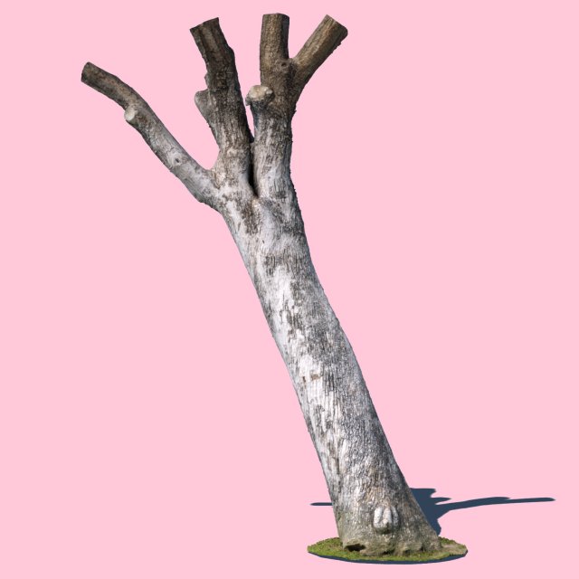 bob barker 3D Model .c4d .max .obj .3ds .fbx .stl .blend 