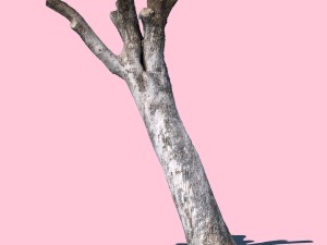 bob barker 3D Model