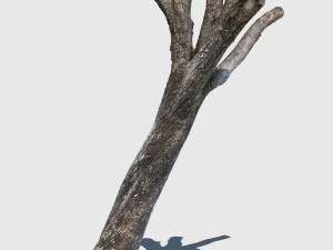 bob barker 3D Model