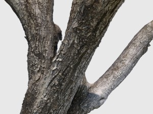 bob barker 3D Model