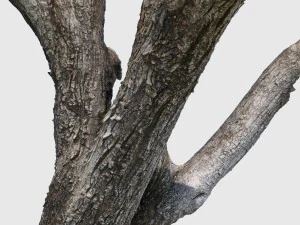 bob barker 3D Model