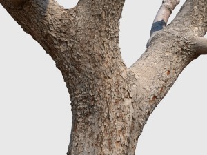 michelle branch Model 3D