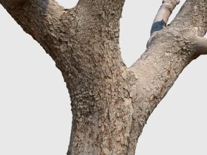 michelle branch 3D Model
