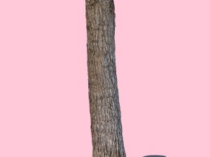 barky mcwood 3D-Modell