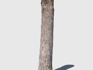barky mcwood 3D Model
