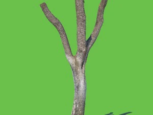 Woodrow Wilson Modelo 3D