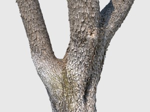 woodrow wilson Modelo 3D