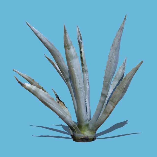 agave plant Modelo 3D .c4d .max .obj .3ds .fbx .stl .blend 