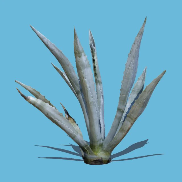 agave plant 3D Model .c4d .max .obj .3ds .fbx .stl .blend 