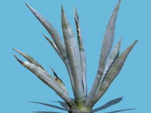 agave plant 3D Model