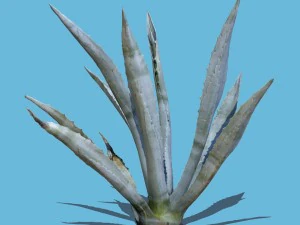 planta de agave Modelo 3D