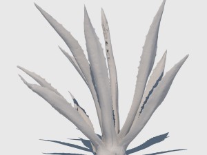agave plant Modelo 3D