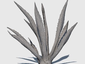 agave plant Modelo 3D