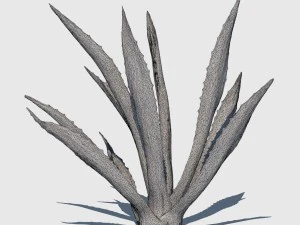 agave plant 3D Model