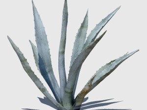 agave plant Modelo 3D