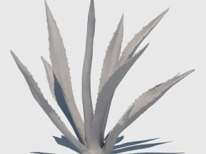agave plant 3D Model