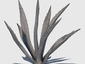 agave plant Modelo 3D