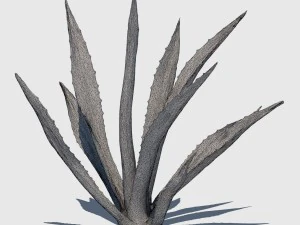 agave plant 3D Model