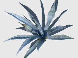 agave plant 3D Model
