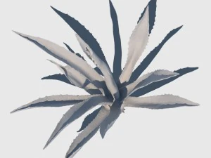 agave plant 3D Model