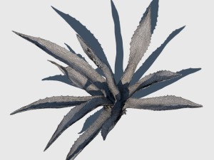agave plant Modelo 3D