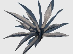 agave plant 3D Model