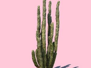 totem cactus 3D Модель
