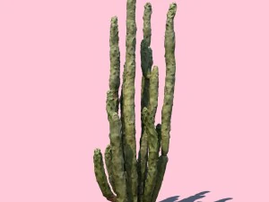 토템 선인장 3D 모델