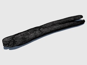 woodchuck 3D Модель