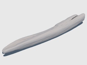 woodchuck 3D Модель