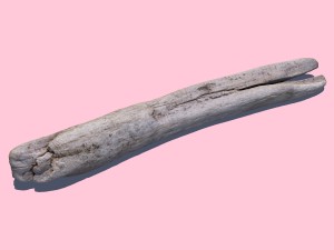 woodchuck 3D-Modell