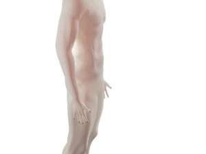 base character free 3D Model
