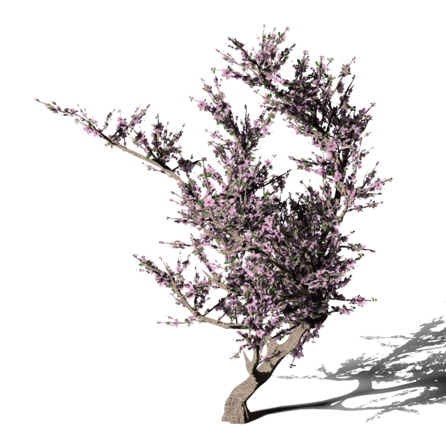 blossomed cherry tree Modelo 3D .c4d .max .obj .3ds .fbx .stl .blend 
