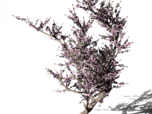 цветущая вишня 3D Модель