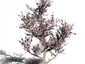 blossomed cherry tree Modelo 3D