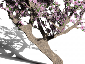 blossomed cherry tree Modelo 3D
