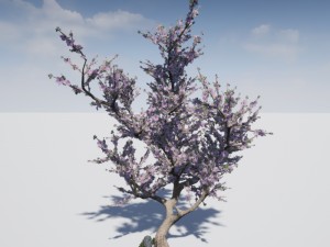 blossomed cherry tree Modelo 3D