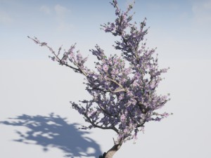 blossomed cherry tree Modelo 3D