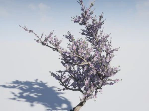 blossomed cherry tree 3D Model