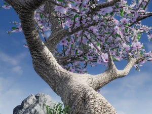 blossomed cherry tree 3D Model