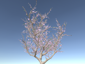 blossomed cherry tree Modelo 3D