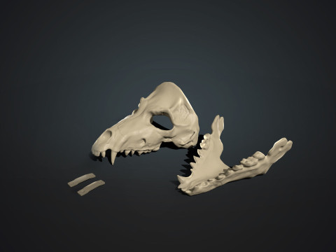 Skull mask with movable jaw 3D印刷